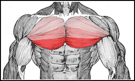 Las tres porciones del pectoral