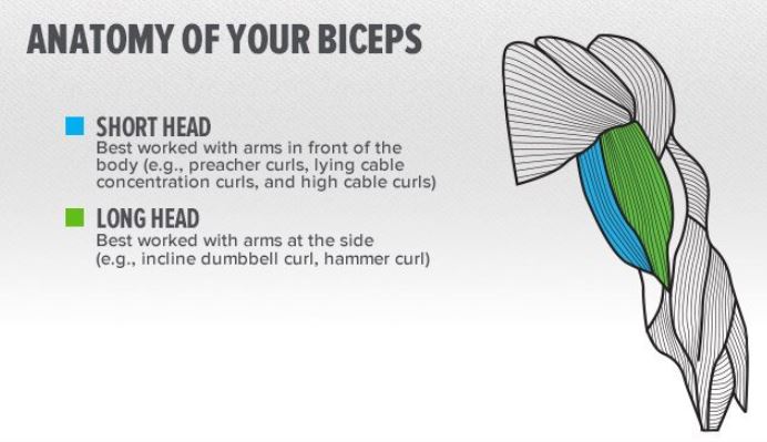 Las cabezas de bíceps