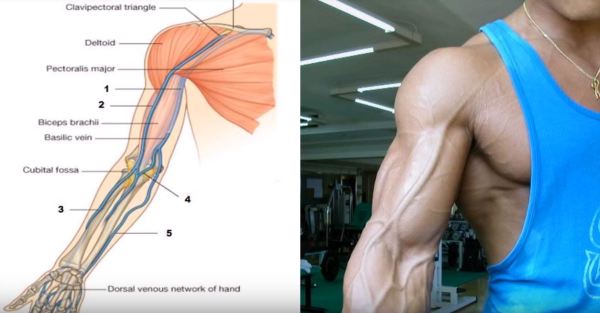 Marcar venas de los brazos