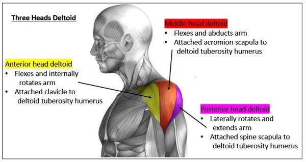 Las tres cabezas del deltoides entrenadas en calistenia