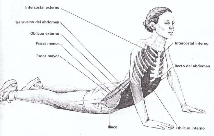 Engrosar la voz estirando el abdomen y el cuello